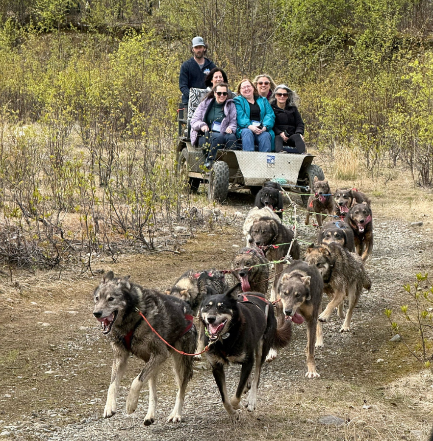 Sled dogs in Alaska